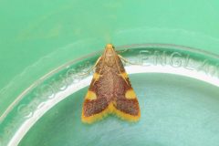 Hypsopygia costalis - Gold Triangle - Kirk Smeaton