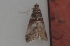 Acrobasis, Cusworth Lane, Doncaster