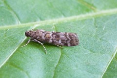 Dioryctria sylvestrella, Woodside Nurseries, Austerfield.