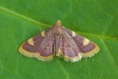 Hypsopygia costalis - Gold Triangle, Woodside Nurseries, Austerfield.