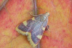 Hypsopygia costalis - Gold Triangle, Woodside Nurseries, Austerfield.