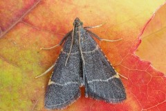 Hypsopygia glaucinalis, Woodside Nurseries, Austerfield.