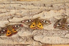 Saturnia pavonia - Emperor Moth, Woodside Nurseries, Austerfield.