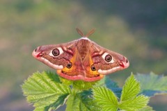 Saturnia pavonia - Emperor Moth, Woodside Nurseries, Austerfield.