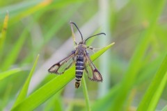 Bembecia ichneumoniformis - Six-belted Clearwing, YWT Brockadale.