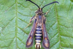 Bembecia ichneumoniformis - Six-belted Clearwing, YWT Potteric Carr.