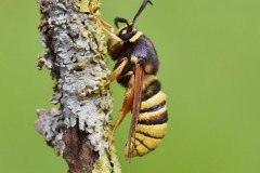 Sesia bembeciformis - Lunar Hornet Moth, Woodside Nurseries, Austerfield.