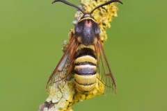 Sesia bembeciformis - Lunar Hornet Moth, Woodside Nurseries, Austerfield.