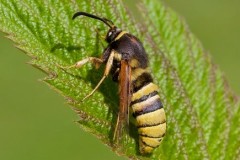 Sesia bembeciformis - Lunar Hornet Moth, Woodside Nurseries, Austerfield.