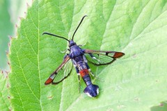 Synanthedon formicaeformis - Red-tipped Clearwing, Woodside Nurseries, Austerfield.