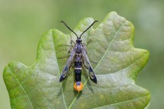 Synanthedon scoliaeformis - Welsh Clearwing, Sherwood Forest CP.