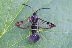 Synanthedon tipuliformis - Currant Clearwing, Woodside Nurseries, Austerfield.