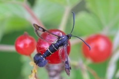 Synanthedon tipuliformis - Currant Clearwing, Woodside Nurseries, Austerfield.