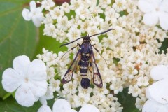 Synanthedon vespiformis - Yellow-legged Clearwing, Woodside Nurseries, Austerfield.