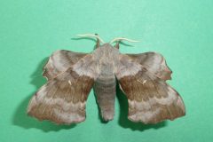 Laothoe populi - Poplar Hawk-moth (male) - Kirk Smeaton