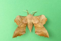 Laothoe populi - Poplar Hawk-moth (female) - Kirk Smeaton