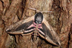 Sphinx liguistri - Privet Hawk-moth - Kirk Smeaton