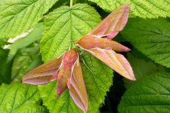 Deilephila elpenor - Elephant Hawkmoth - Kirk Smeaton