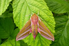 Deilephila elpenor - Elephant Hawkmoth (female) - Kirk Smeaton