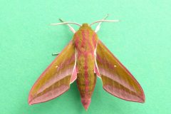 Deilephila elpenor - Elephant Hawkmoth (male) - Kirk Smeaton