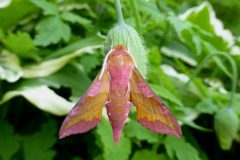 Deilephila porcellus - Small Elephant Hawk-moth - Kirk Smeaton