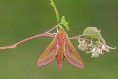 Deilephila elpenor - Elephant Hawk-moth, Woodside Nurseries, Austerfield.