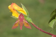 Deilephila porcellus - Small Elephant Hawk-moth, Woodside Nurseries, Austerfield.