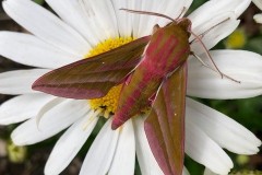 Deilephila elpenor -  Elephant Hawk- moth, Intake, Doncaster