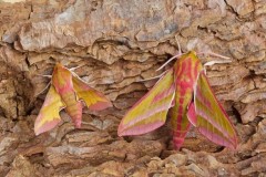 Elephant Hawk-moth and Small Elephant hawk-moth comparison, Woodside Nurseries, Austerfield.