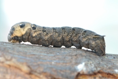 Deilephila elpenor - Elephant Hawkmoth (Caterpillar), Anston