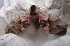 Smerinthus ocellata - Eyed Hawkmoth