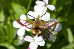 Hemaris fuciformis - Broad-bordered Bee Hawk-moth, Chambers Farm Wood, Lincs.