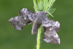 Laothoe populi - Poplar Hawk-moth, Woodside Nurseries, Austerfield.