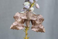 Laothoe populi - Poplar Hawk-moth, Woodside Nurseries, Austerfield.