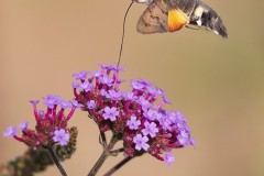 Macroglossum stellatarum - Hummingbird Hawk-moth, Woodside Nurseries, Austerfield.