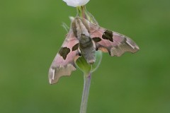 Mimas tiliae - Lime Hawk-moth, Woodside Nurseries, Austerfield.