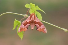 Mimas tiliae f. brunnea - Lime Hawk-moth, Woodside Nurseries, Austerfield.