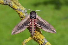 Sphinx ligustri - Privet Hawk-moth, Woodside Nurseries, Austerfield