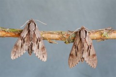 Sphinx pinastri - Pine Hawk-moth, Woodside Nurseries, Austerfield.