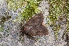 Ochropacha duplaris - Common Lutestring, Woodside Nurseries, Austerfield.