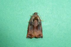 Archips podana - Large Fruit-tree Tortrix male - Kirk Smeaton