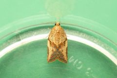 Epiphyas postvittana - Light Brown Apple Moth - KIrk Smeaton