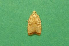 Acleris forsskalaena - Kirk Smeaton