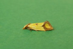 Agapeta zoegana - Kirk Smeaton