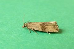 Celypha striana - Kirk Smeaton