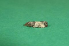 Spilonota ocellana - Bud Moth - Kirk Smeaton