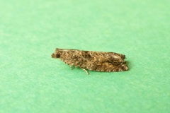 Epinotia nisella. - Ash Hill Farm