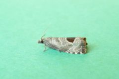 Notocelia uddmanniana - Bramble Shoot Moth - Kirk Smeaton