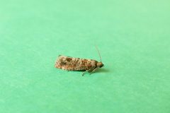 Rhyacionia pinivorana - Spotted Shoot Moth - Kirk Smeaton