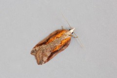 Acleris cristana, Woodside Nurseries, Austerfield.